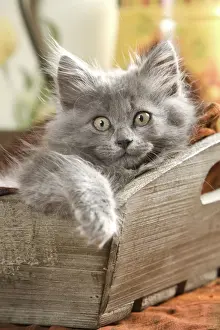 Cat - Grey kitten lying in wooden box