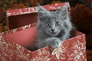 Cat - two Grey Kittens