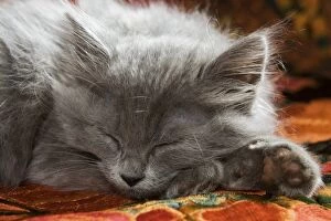 Cat - Grey Kitten - two months old sleeping
