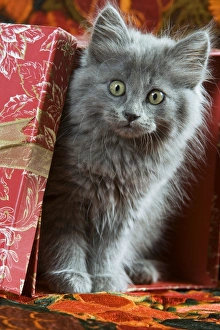 CAT - grey kitten amongst presents