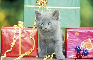 CAT - grey kitten amongst presents