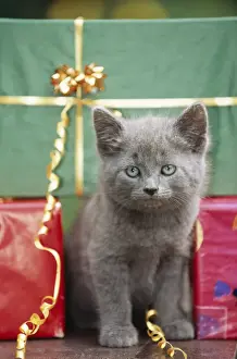 Cat Grey kitten amongst presents