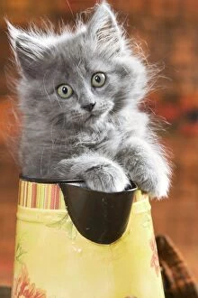 Cat - Grey kitten in water jug