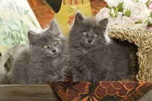 Images Dated 14th October 2007: Cat - two Grey Kittens