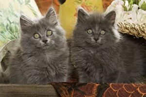 Images Dated 14th October 2007: Cat - two Grey Kittens