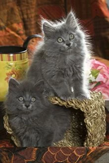 Images Dated 14th October 2007: Cat - two Grey kittens
