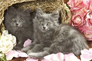 Cat - two grey kittens amongst flowers