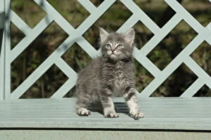 CAT. grey / silver tabby kitten, 7 weeks old