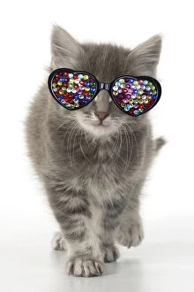 CAT. grey / silver tabby kitten wearing heart