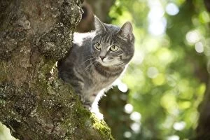 Images Dated 6th August 2013: CAT - Grey tabby cat