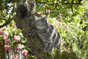 Images Dated 6th August 2013: CAT - Grey tabby cat