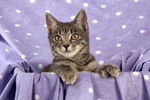 Images Dated 27th September 2011: CAT - Grey tabby cat
