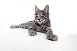 Images Dated 27th September 2011: CAT - Grey tabby cat showing foot with extra toe (six)