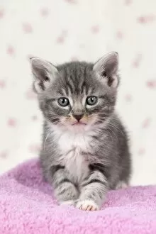 Girl's Bedroom Gallery: Cat - Grey Tabby kitten