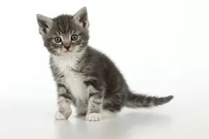 Small Pets Collection: Cat - Grey Tabby kitten