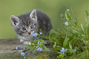 Images Dated 13th April 2011: Cat - Grey Tabby kitten in flowers