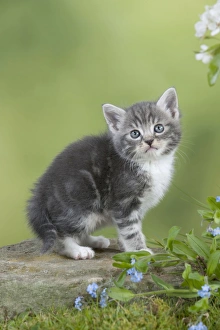 Images Dated 13th April 2011: Cat - Grey Tabby kitten in flowers
