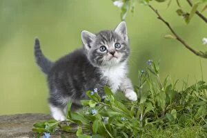 Images Dated 13th April 2011: Cat - Grey Tabby kitten in flowers