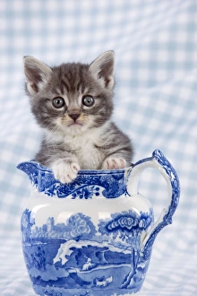 Images Dated 13th April 2011: Cat - Grey Tabby kitten sitting in china jug