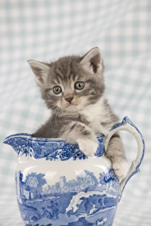 Images Dated 13th April 2011: Cat - Grey Tabby kitten sitting in china jug