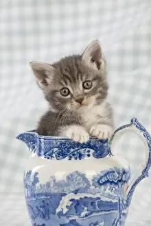 Small Pets Collection: Cat - Grey Tabby kitten sitting in china jug