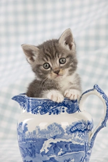 Small Pets Collection: Cat - Grey Tabby kitten sitting in china jug