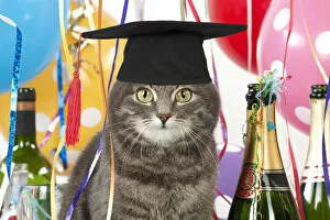 Images Dated 15th June 2021: Cat - Grey Tabby wearing Graduation Cap with party decorations Date: 15-06-2021