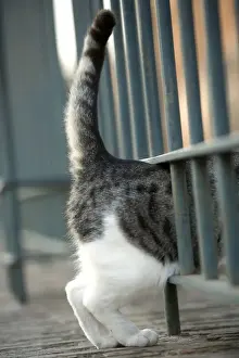 Cat - Grey and white cat walking through gap in railings - Rome