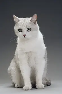Grey And White Prints: Cat - grey / white in studio