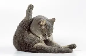 Cat - grooming itself