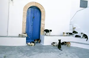 Greek Islands Prints: Cat - group on steps with blue door Santorini Island Greece