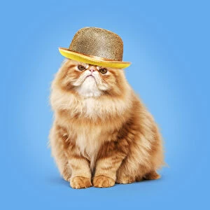 Angry Gallery: Cat - grumpy Red Persian wearing gold bowler hat