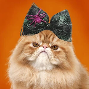 Bows Gallery: Cat - grumpy Red Persian wearing Halloween bow