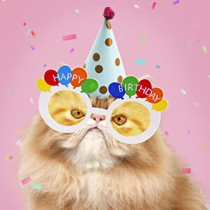 Birthdays Gallery: Cat - grumpy Red Persian wearing party hat
