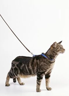 Exercising Gallery: Cat - in harness