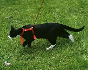 Cat - with harness