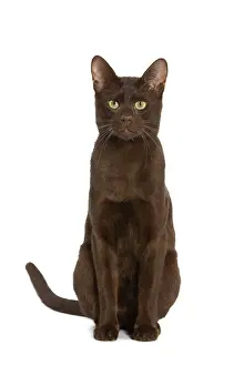 Cat - Havana Brown in studio