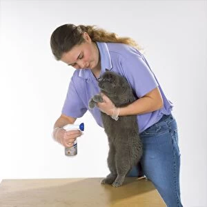 Applied Gallery: Cat - having flea spray applied
