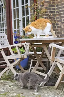 Table Prints: CAT. in high position dominateing its territtory