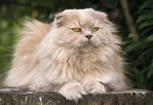 Grumpy Prints: Cat - Highland Fold / Lilac Creme Cat - lying down on tree stump