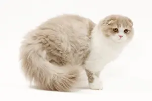 Cat - Highland Fold in studio