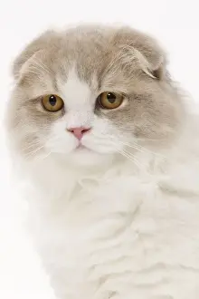 Cat - Highland Fold in studio