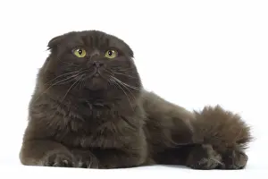 Cat - Highland Fold in studio