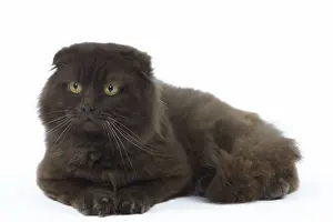 Cat - Highland Fold in studio