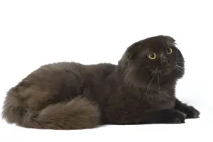 Cat - Highland Fold in studio