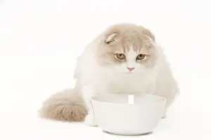 Cat - Highland Fold in studio with food bowl