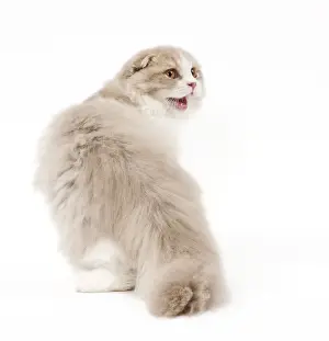 Cat - Highland Fold in studio miaowing