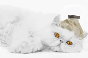 Get Well Prints: Cat - with ice pack on head - Get Well