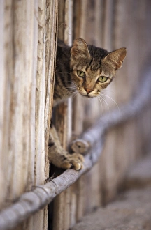 Images Dated 20th January 2011: Cat - on the Island of Lamu - Indian Ocean