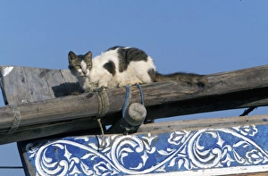 Images Dated 20th January 2011: Cat - on the Island of Lamu - Kenya - Indian Ocean